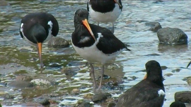 South Island Oystercatcher - ML201061961