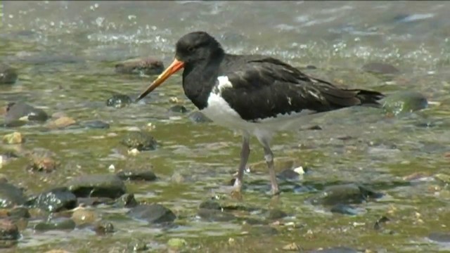 South Island Oystercatcher - ML201061971