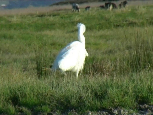 Koartza zuria (australasiarra) - ML201062011