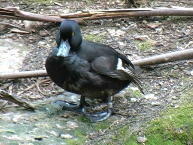 New Zealand Scaup - ML201062021