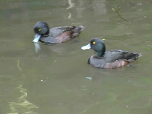 New Zealand Scaup - ML201062041