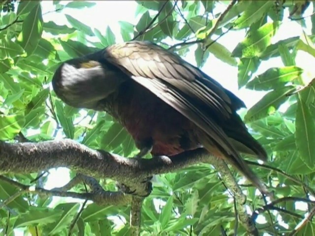 New Zealand Kaka - ML201062081