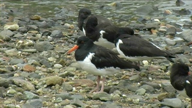 South Island Oystercatcher - ML201062091