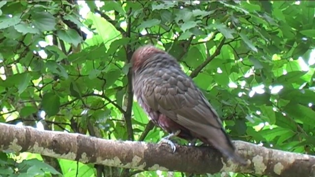 New Zealand Kaka - ML201062101