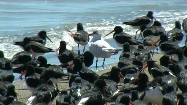 South Island Oystercatcher - ML201062111