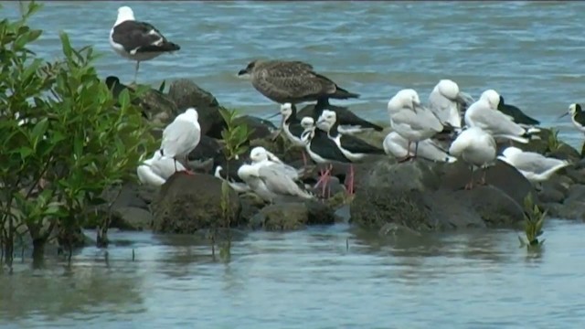 Kelp Gull - ML201062131