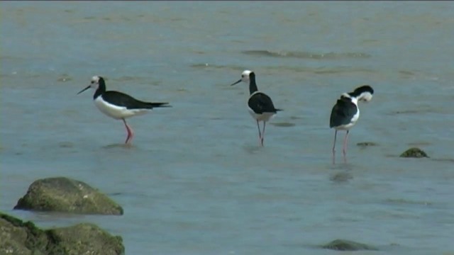 Pied Stilt - ML201062161