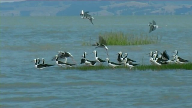 Pied Stilt - ML201062181