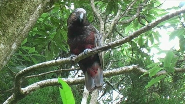 New Zealand Kaka - ML201062251