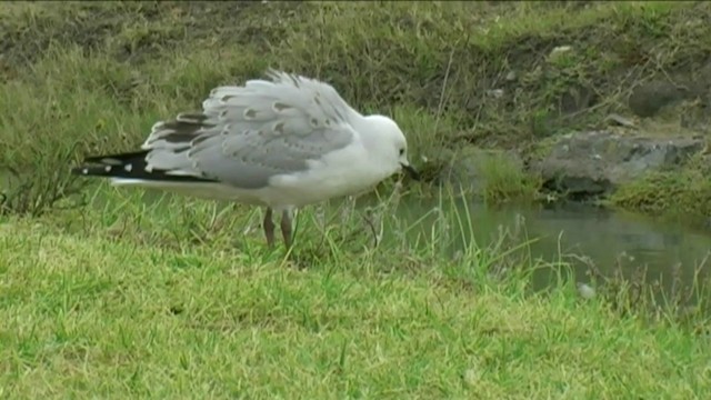 ギンカモメ（scopulinus） - ML201062271