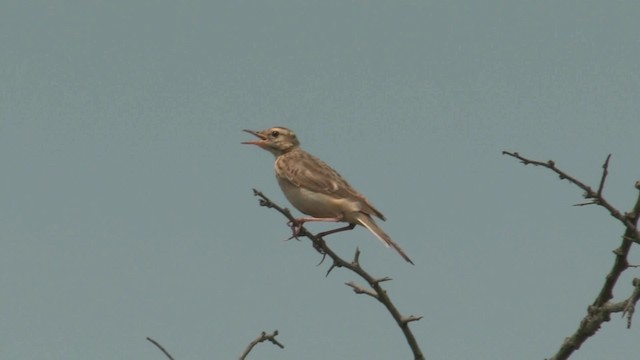 Nicholson's Pipit - ML201062691