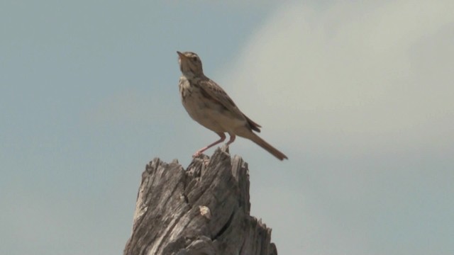 African Pipit (African) - ML201062701