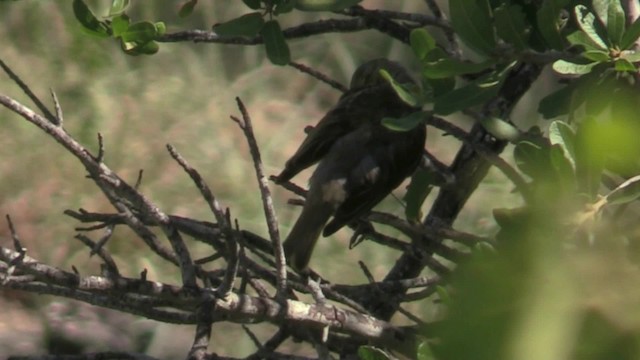Long-tailed Widowbird - ML201062711