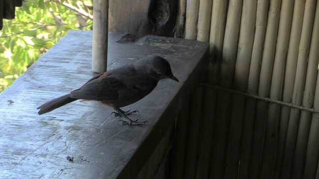 Mocking Cliff-Chat - ML201062721