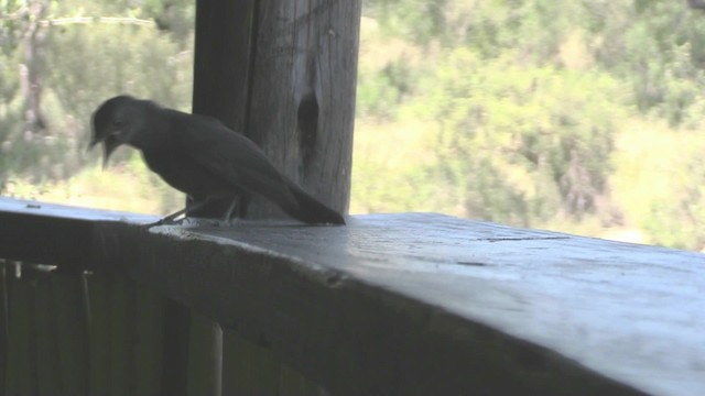Mocking Cliff-Chat - ML201062731