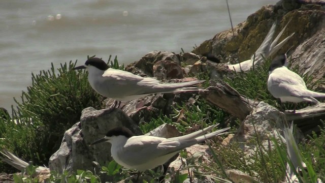 White-fronted Tern - ML201062921