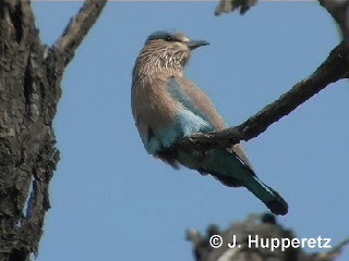 Indian Roller - ML201063021