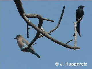 Indian Roller - ML201063031