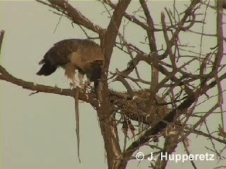 Haubenschlangenadler [cheela-Gruppe] - ML201063061