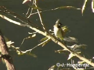 Bulbul à joues blanches - ML201063131