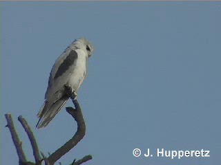 Black-winged Kite (Asian) - ML201063141