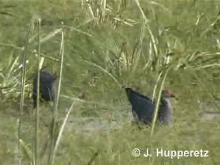 Gray-headed Swamphen - ML201063161