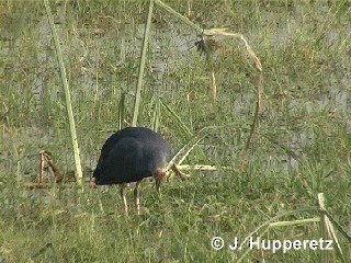 gråhodesultanhøne - ML201063171