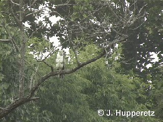 Changeable Hawk-Eagle (Changeable) - ML201063231