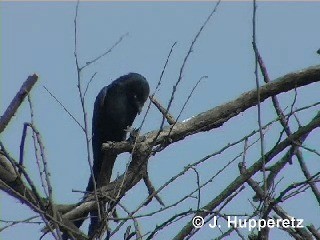 Black Drongo - ML201063251