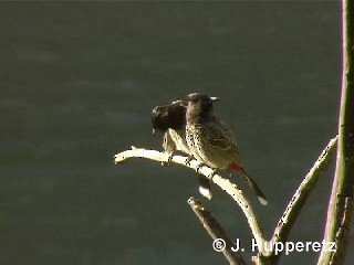 Red-vented Bulbul - ML201063261