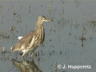 volavka hnědohřbetá - ML201063291