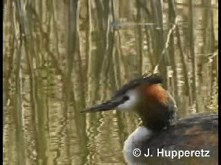 Great Crested Grebe - ML201063361