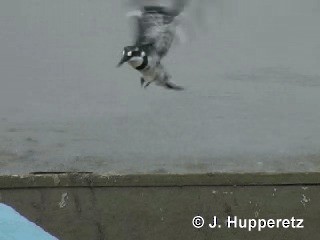 Pied Kingfisher - ML201063431