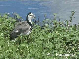 Long-toed Lapwing - ML201063441