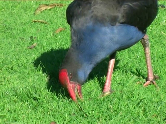 Australasian Swamphen - ML201063651