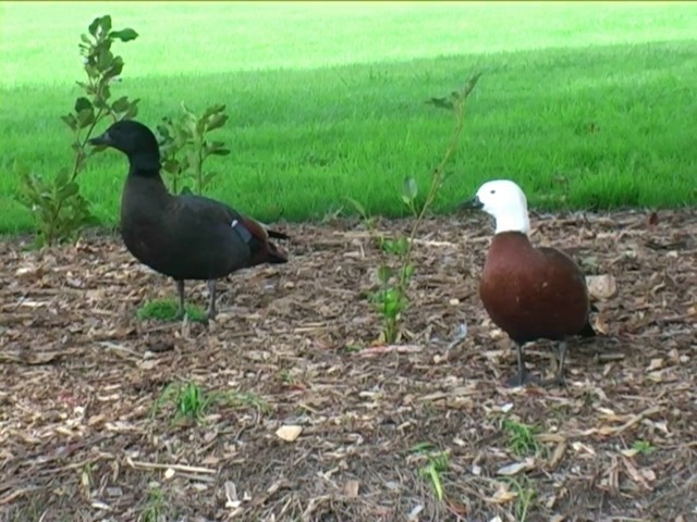 Paradise Shelduck - ML201063671