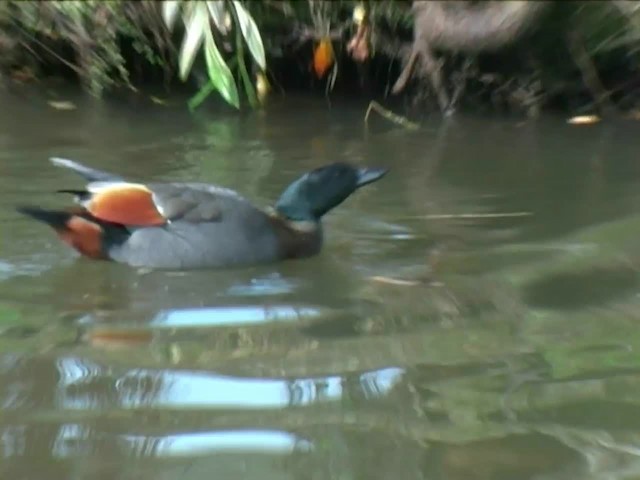 Paradise Shelduck - ML201063681