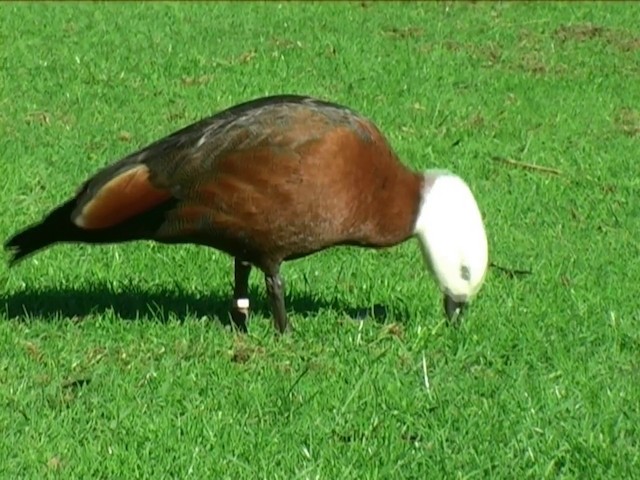 Paradise Shelduck - ML201063731