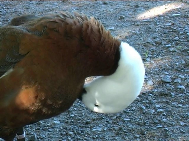 Paradise Shelduck - ML201063761