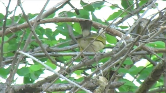 Green-backed Camaroptera (Gray-backed) - ML201063791