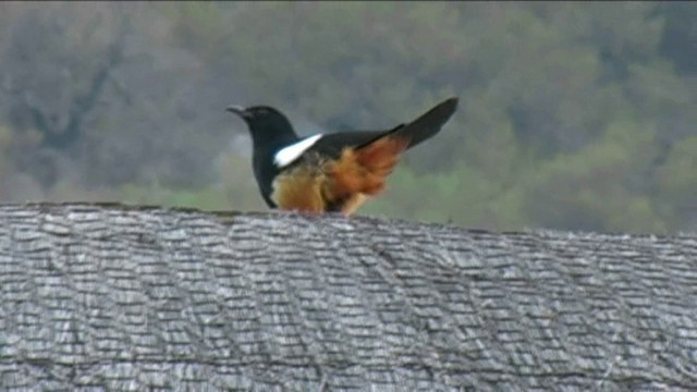 Mocking Cliff-Chat - ML201063801