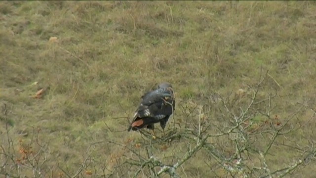 Jackal Buzzard - ML201063811