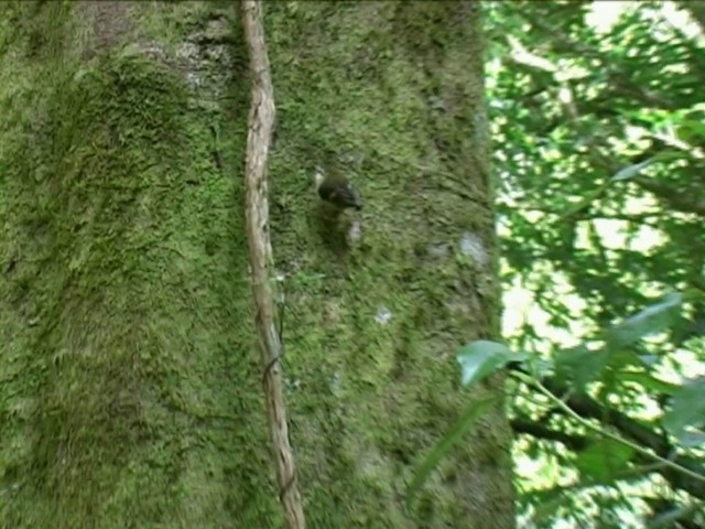 pokřovník zelený - ML201063851