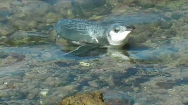 Little Penguin - ML201063921