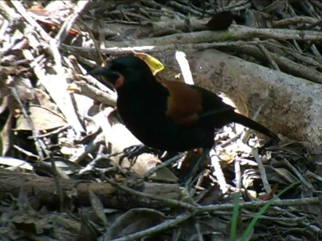 North Island Saddleback - ML201063931