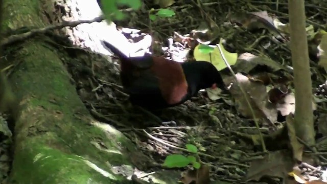 North Island Saddleback - ML201064001