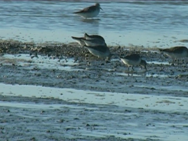 polarsnipe - ML201064061