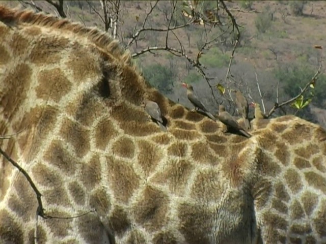 Red-billed Oxpecker - ML201064071