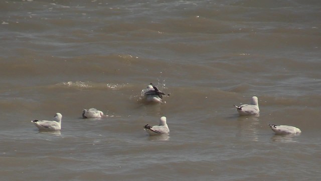 Silver Gull (Red-billed) - ML201064131