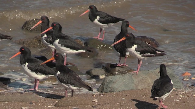 South Island Oystercatcher - ML201064211